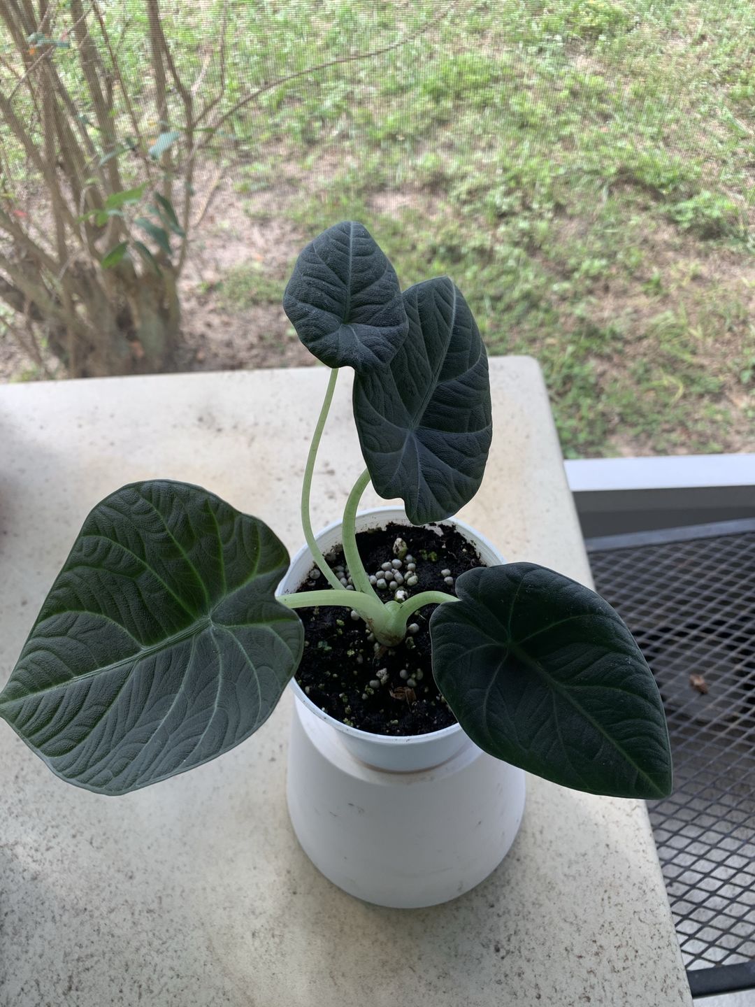 Customer photo review of 4" Alocasia Maharani