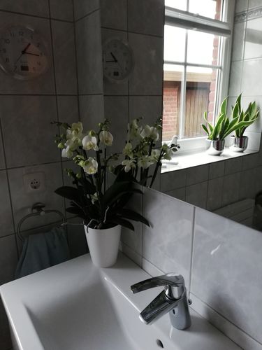 Customer photo review of 6 - 7 rispiges Orchideen 2er Paket + Übertöpfe