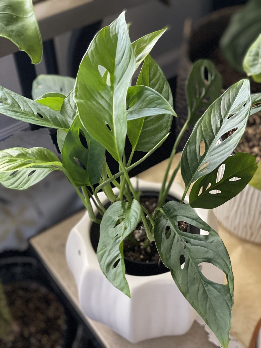 Customer photo review of 4" Monstera Adansonii (Narrow Leaf)