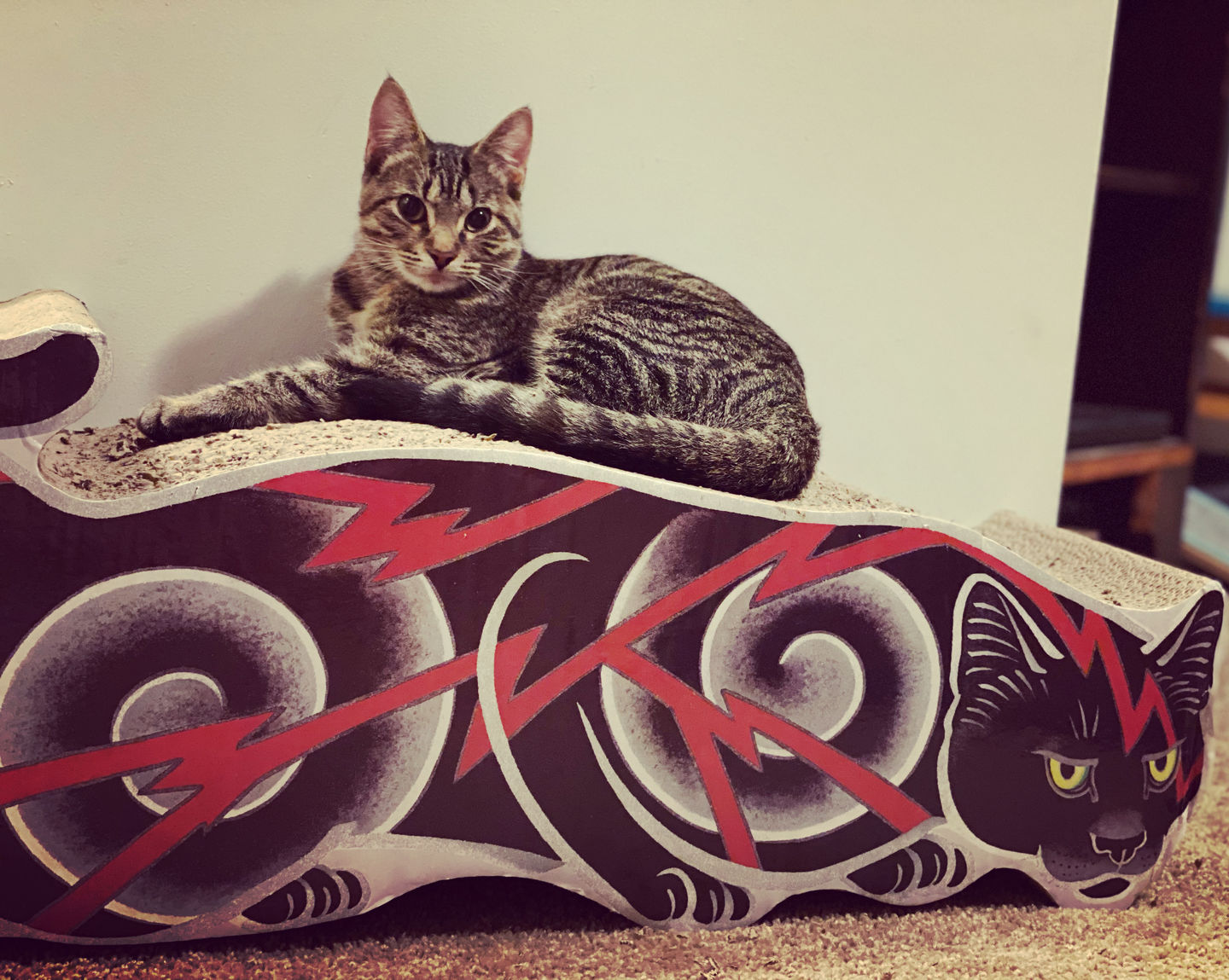 Customer photo review of Electric Cat Scratcher