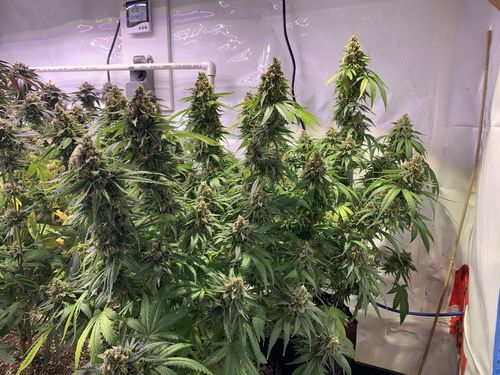 Customer photo review of OPTIC 1 XL COB LED Grow Light 100w 3500k COB