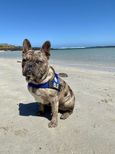 Customer photo review of DF Co. Classic Blue Dog Harness