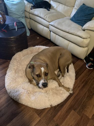 Customer photo review of Comfy Pet Bed Calming High Stretch Soft Faux Fur for Dogs Cats