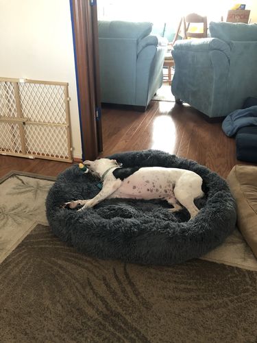 Customer photo review of Comfy Pet Bed Calming High Stretch Soft Faux Fur for Dogs Cats