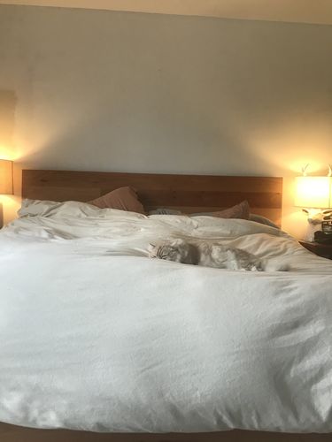 Customer photo review of Renewed Cloud Brushed Organic Flannel Duvet Cover, King