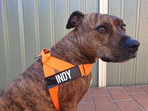 Customer photo review of DF Co. Hi-Vis Orange Dog Harness
