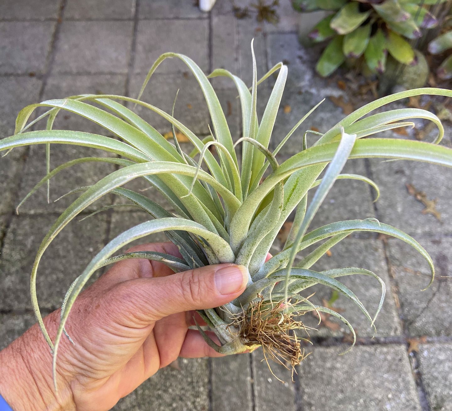Customer photo review of X Betty  (xerographica x brachycaulos)  *Cannot Be Shipped Internationally*