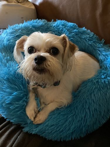 Customer photo review of Comfy Pet Bed Calming High Stretch Soft Faux Fur for Dogs Cats