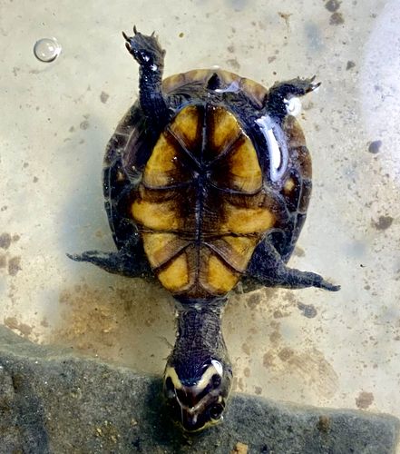 Customer photo review of GrubTerra Fresh Black Soldier Fly Larvae for Reptiles