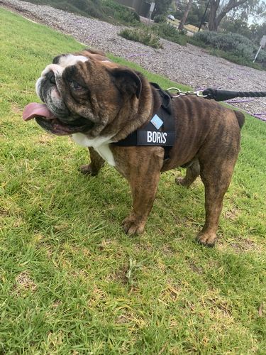 Customer photo review of Dog Friendly Co. Harness