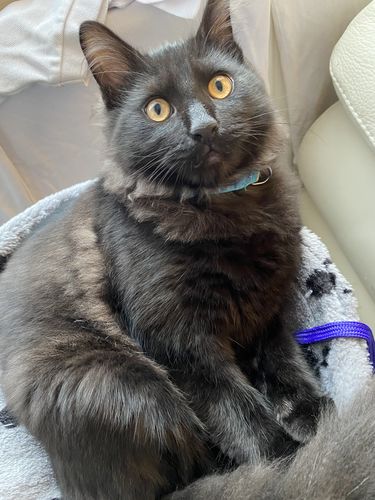 Customer photo review of Sustainable Litter