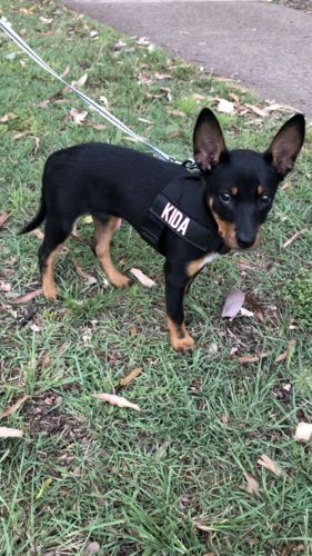 Customer photo review of Dog Friendly Co. Harness
