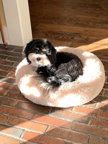 Customer photo review of Comfy Pet Bed Calming High Stretch Soft Faux Fur for Dogs Cats