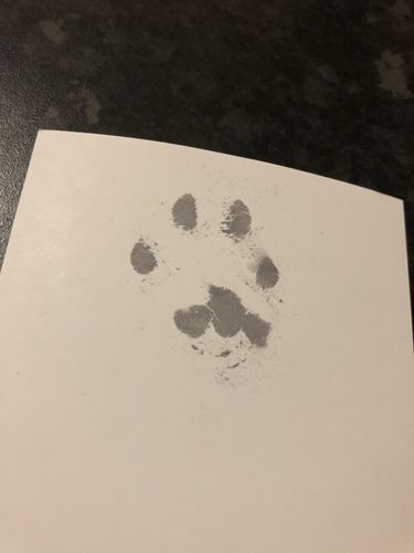 Customer photo review of Magic Inkless Pet Paw Print Kit