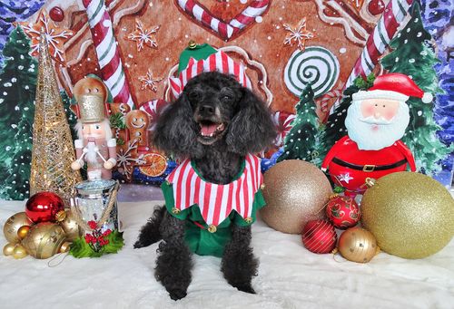 Customer photo review of Kate Christmas Backdrop Outside Gingerbread House Designed by GQ