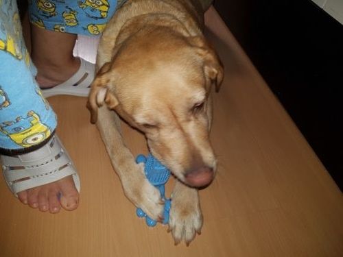 Customer photo review of Dog Toothbrush