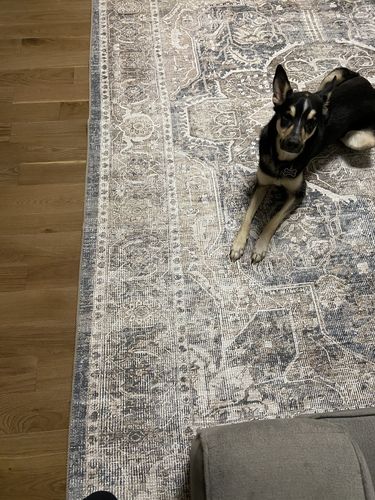 Customer photo review of Distressed Vintage Kendra Ash Area Rug