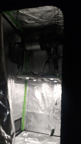 Customer photo review of Model 4VS LED Grow Light