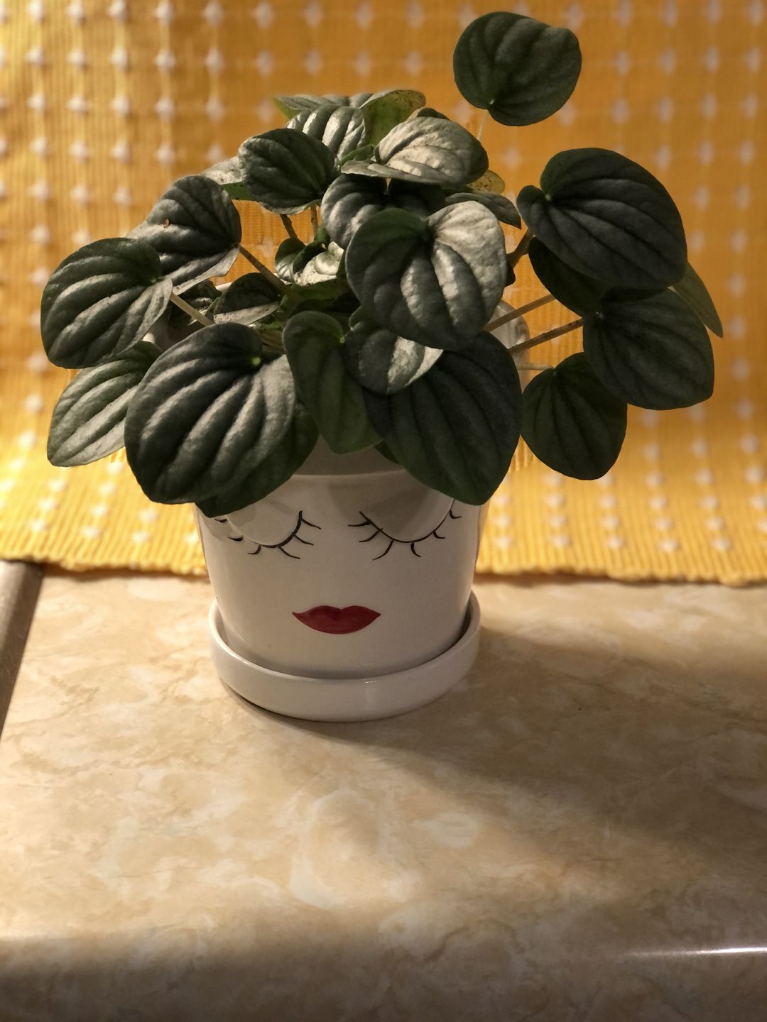 Customer photo review of 4" Peperomia 'Frost'
