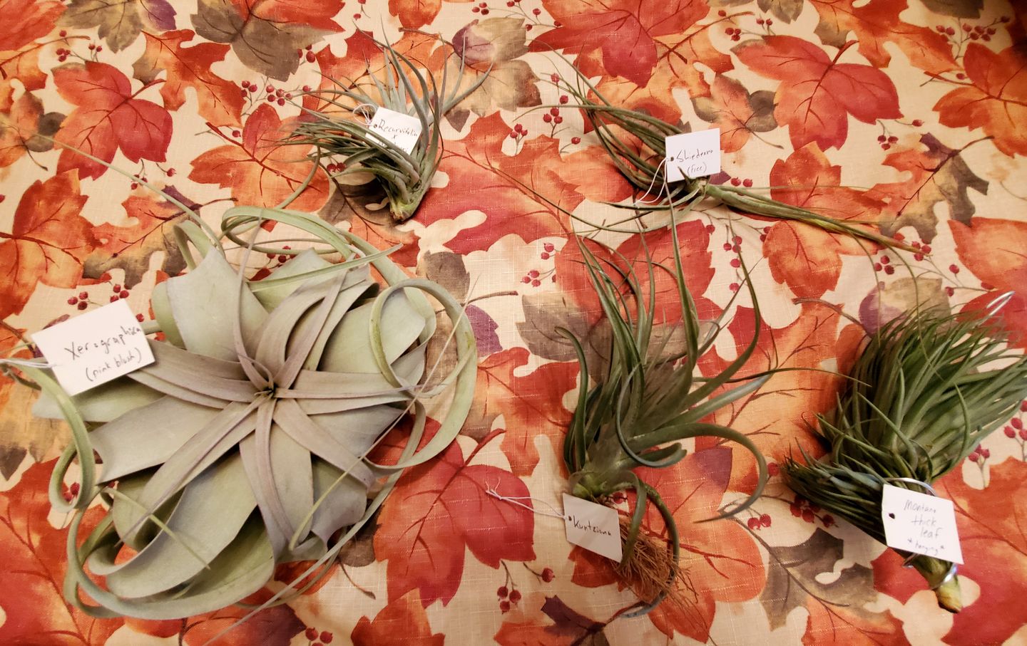 Customer photo review of Large Air Plants Mystery Box