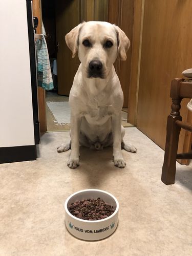 Customer photo review of Personalisierbarer Futternapf Keramik Standard - XXL