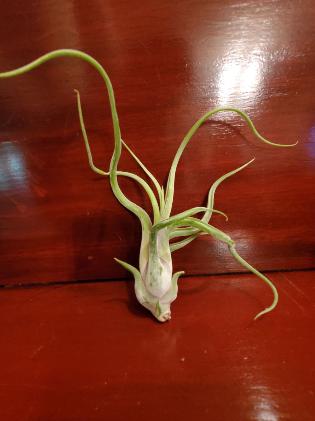 Customer photo review of Caput Medusae  (Beginner Friendly!)