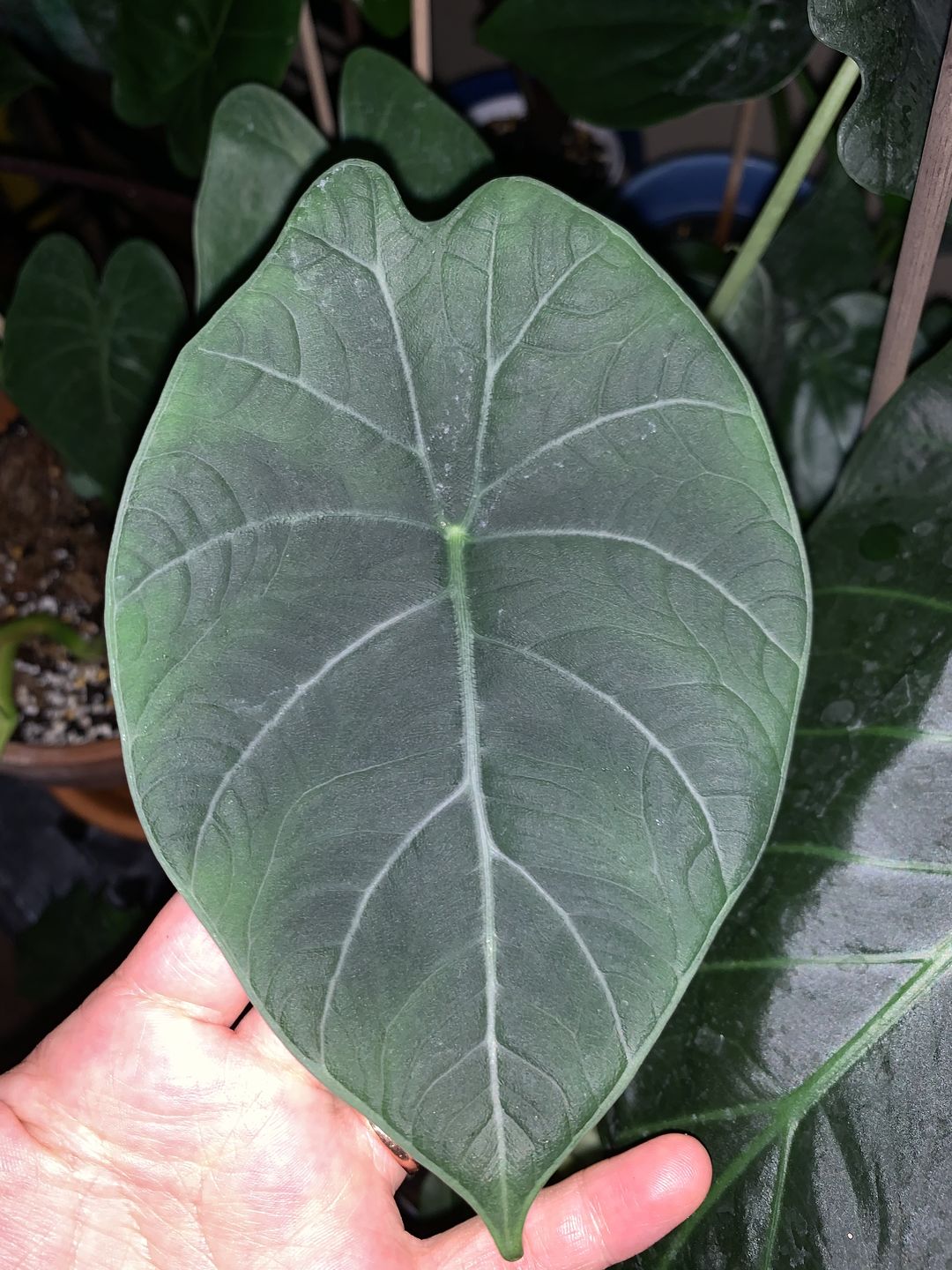 Customer photo review of 4" Alocasia Maharani