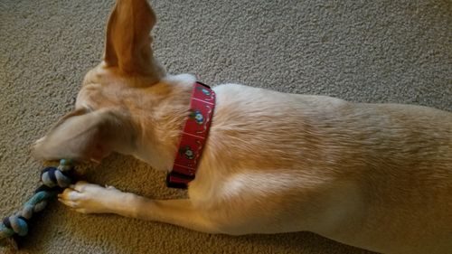 Customer photo review of USMC Flag - Collar & Leash Set