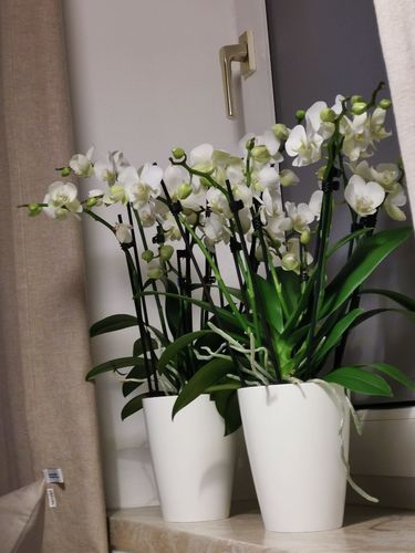 Customer photo review of Orchideen 2er Paket + Übertopf