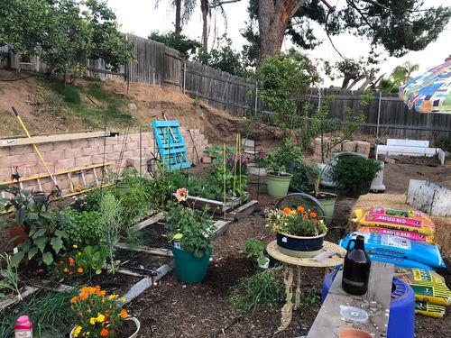 Customer photo review of 16,500 Heirloom Vegetable Seeds 40 Variety Kit with FREE SHIPPING