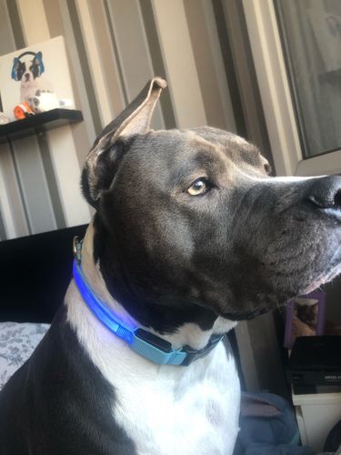 Customer photo review of Light Up LED Dog Collar