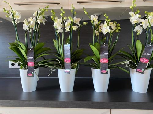 Customer photo review of Orchideen 4er Paket + Übertopf