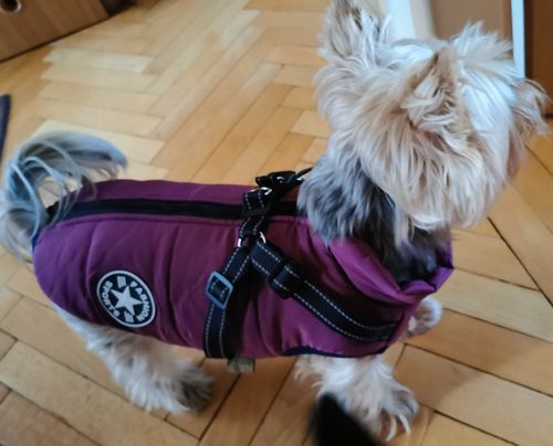 Customer photo review of Warm Winter Dog Coat