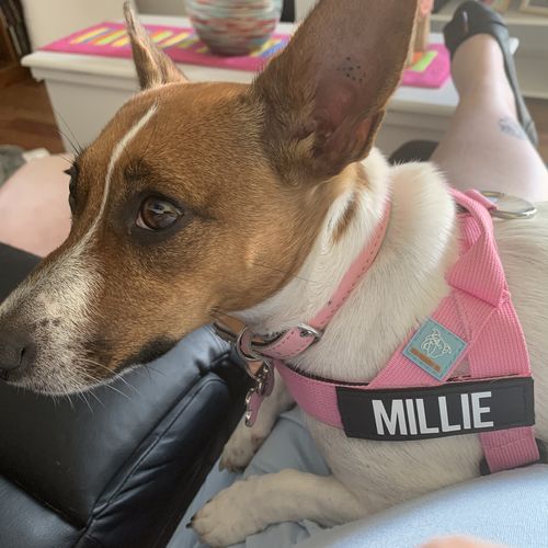 Customer photo review of DF Co. Pink Dog Leash