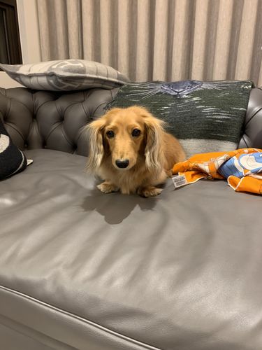 Customer photo review of 【客製】手繪寵物肖像 手機殼 [韓國質感硬殼] Custom Pet Snap Case