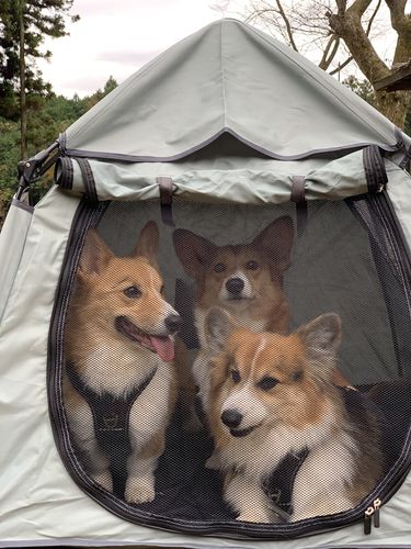Customer photo review of Pop N' Go® Pets