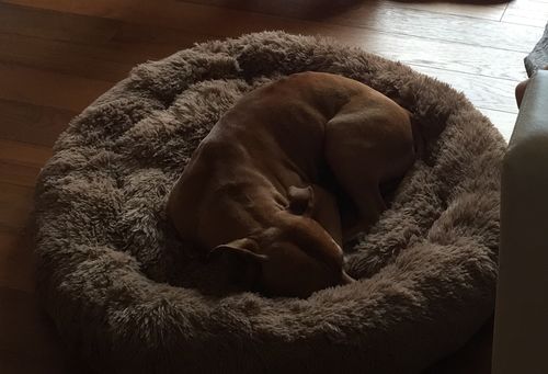 Customer photo review of Cuccia Antistress Per Pelosetti - Super Cucciolo®