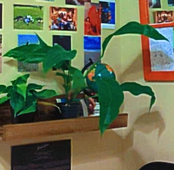 Customer photo review of 4" Anthurium ‘Big Red Bird’ (Anthurium sect. Pachyneurium)