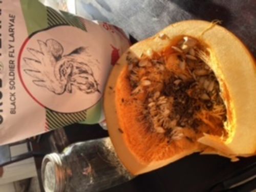 Customer photo review of GrubTerra Dried Larvae