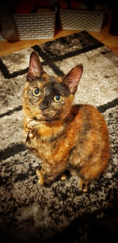 Customer photo review of Sustainable Litter