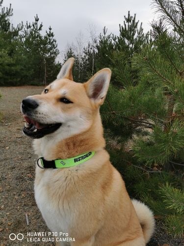 Customer photo review of Bestechlich - Neon - Hundehalsband