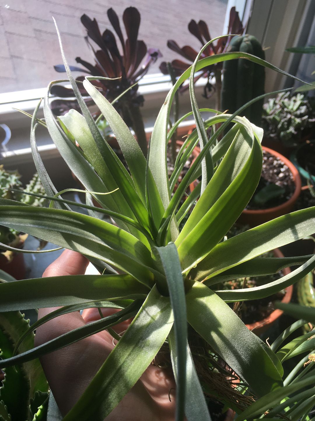 Customer photo review of X Betty  (xerographica x brachycaulos)  *Cannot Be Shipped Internationally*