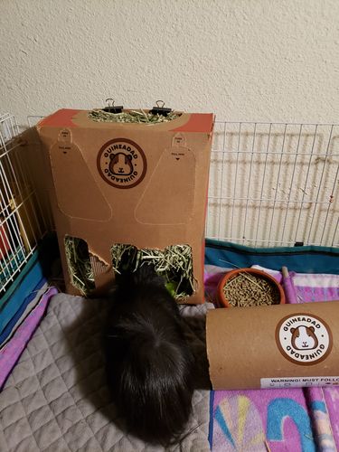 Customer photo review of GuineaDad Nourish Series - Timothy Hay (3 Pack)