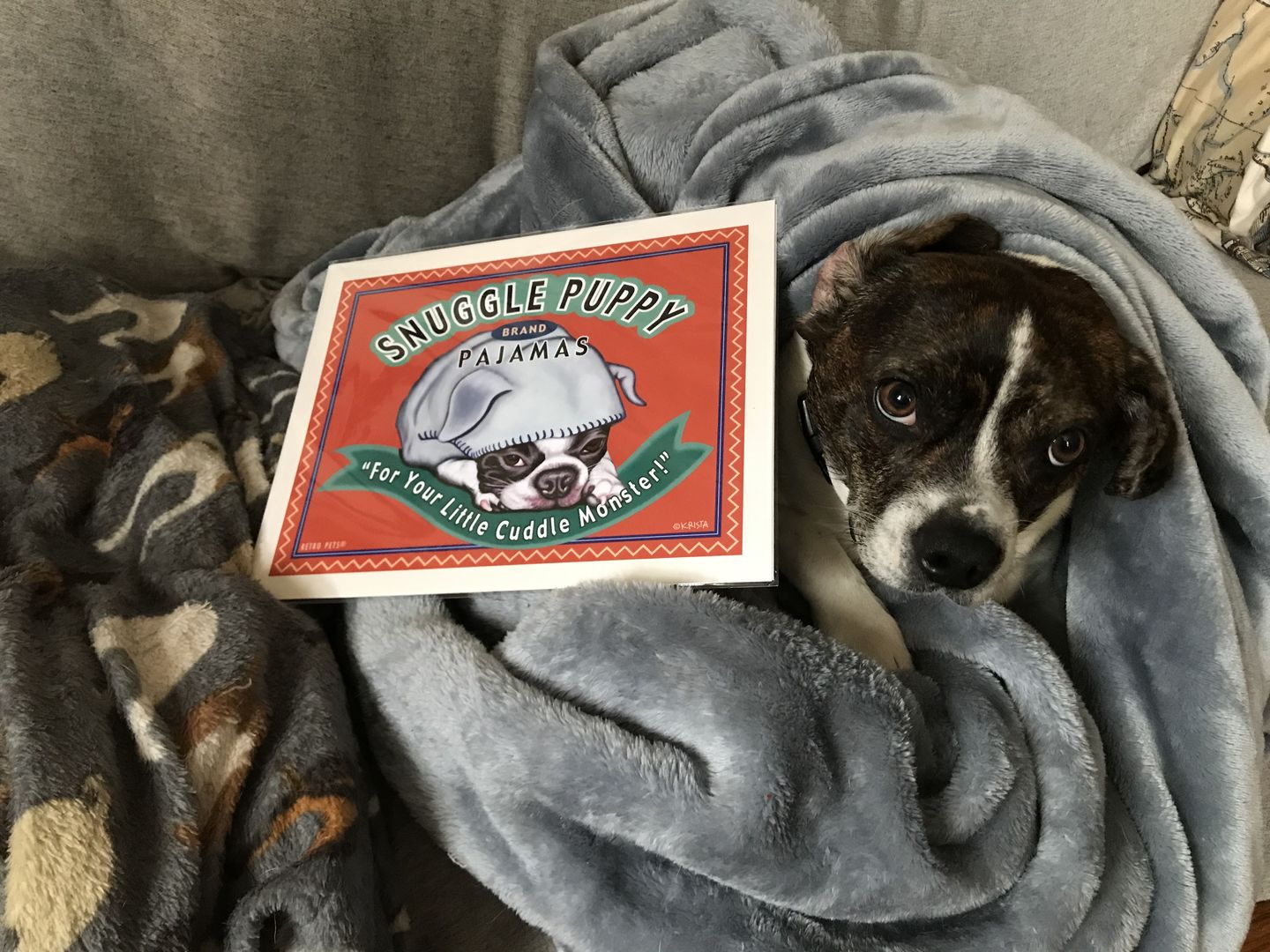 Customer photo review of Boston Terrier Art "Snuggle Puppy" Art Print by Krista Brooks