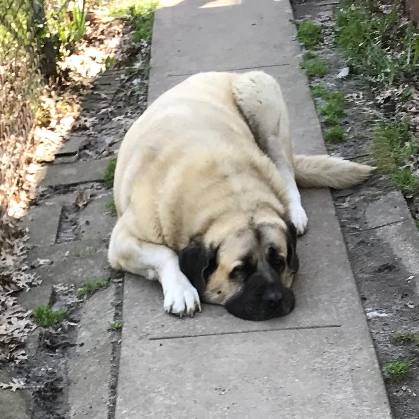Customer photo review of Mastiff Art "Patron Saint of Snoring" Art Print by Krista Brooks