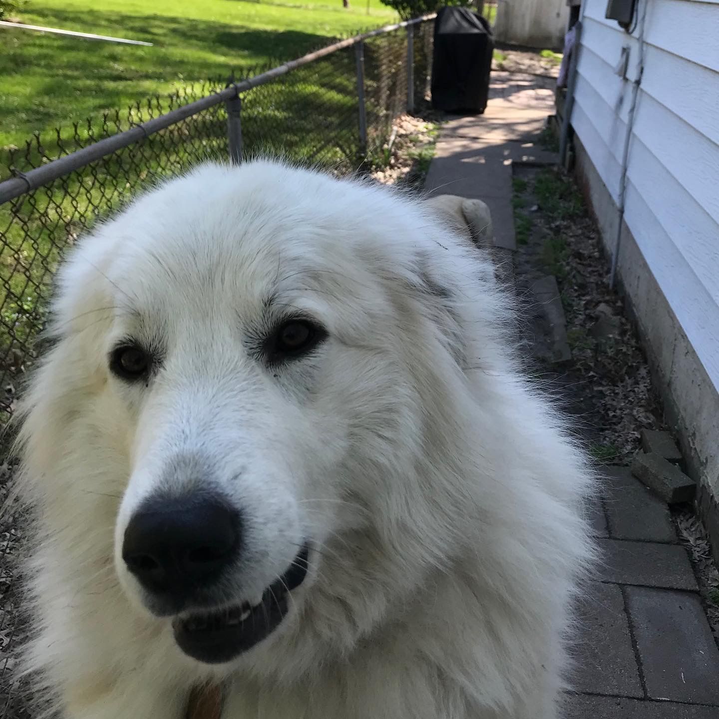 Customer photo review of Great White Pyrenees Art "Pyrenees Porter" Art Print by Krista Brooks