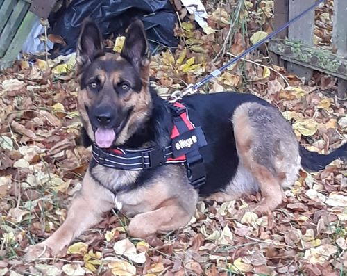 Customer photo review of Pfotenlove - Anti-Zug Personalisiertes Hundegeschirr – Premium Edition