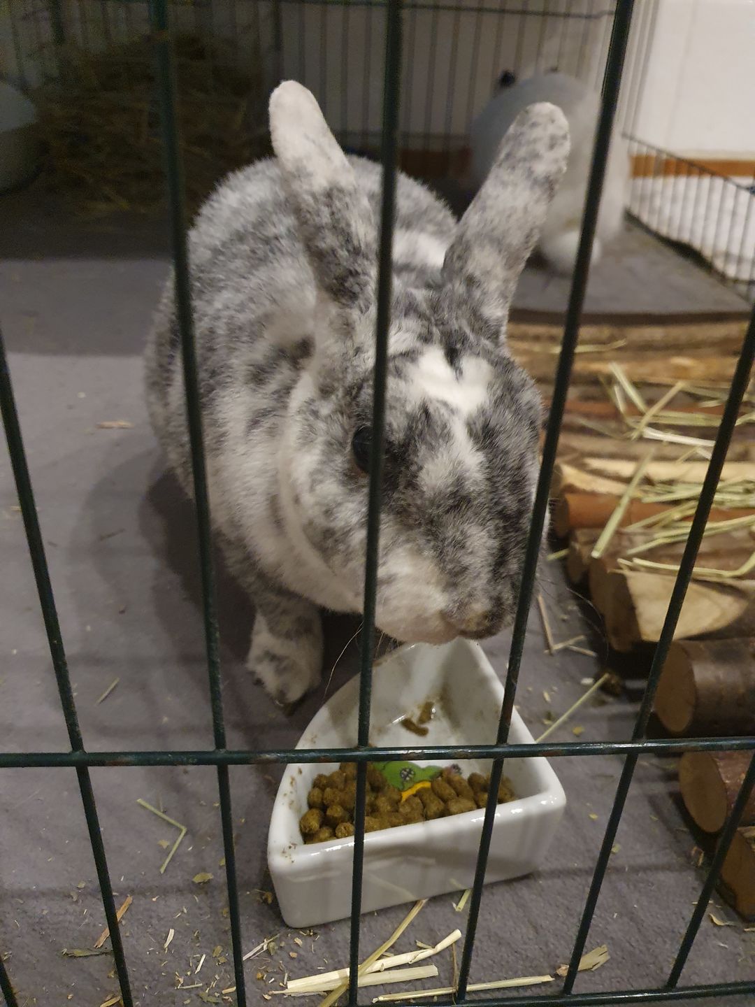 Customer photo review of Burgess Excel Adult Rabbit Nuggets With Mint (Mais opções disponiveis)