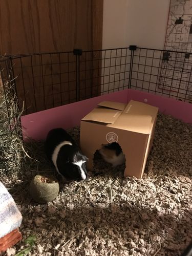 Customer photo review of GuineaDad Crunchy Condo - Pack of 3