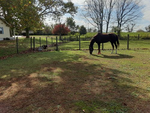 Customer photo review of Joint Flex » Free Shipping